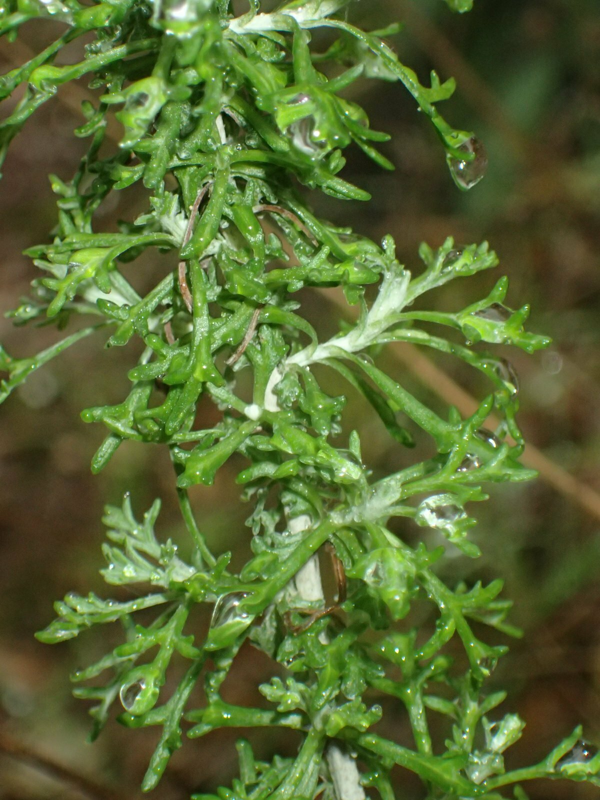 High Resolution Eriophyllum confertiflorum Leaf